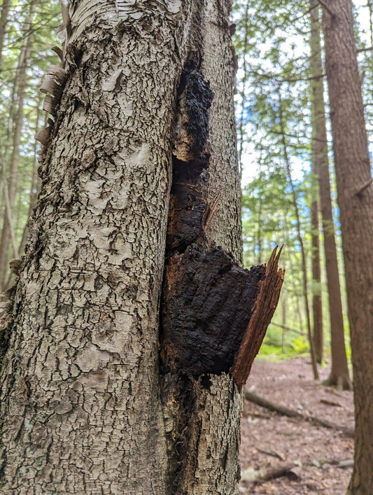 Chaga sauvage poussant sur un bouleau en forêt — bienfaits du champignon adaptogène