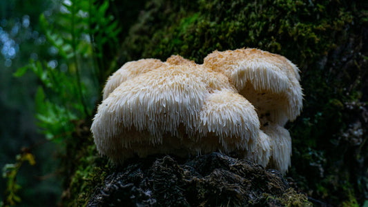 Lion's Mane sauvage poussant en forêt — champignon adaptogène bio pour la mémoire et la concentration
